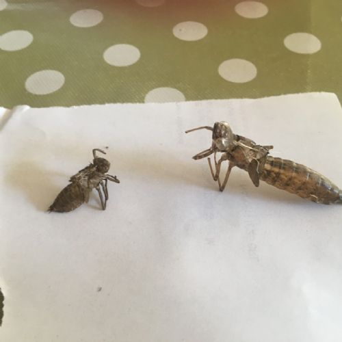 Insects